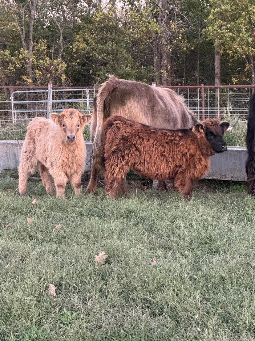 AHCA Heifer, photo 2