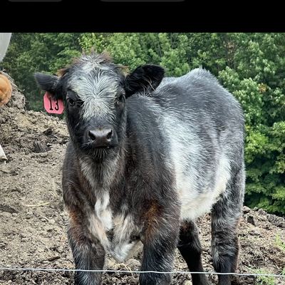 Jackie profile picture