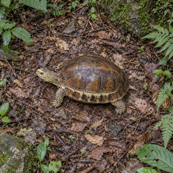 southern Vietnam box turtle