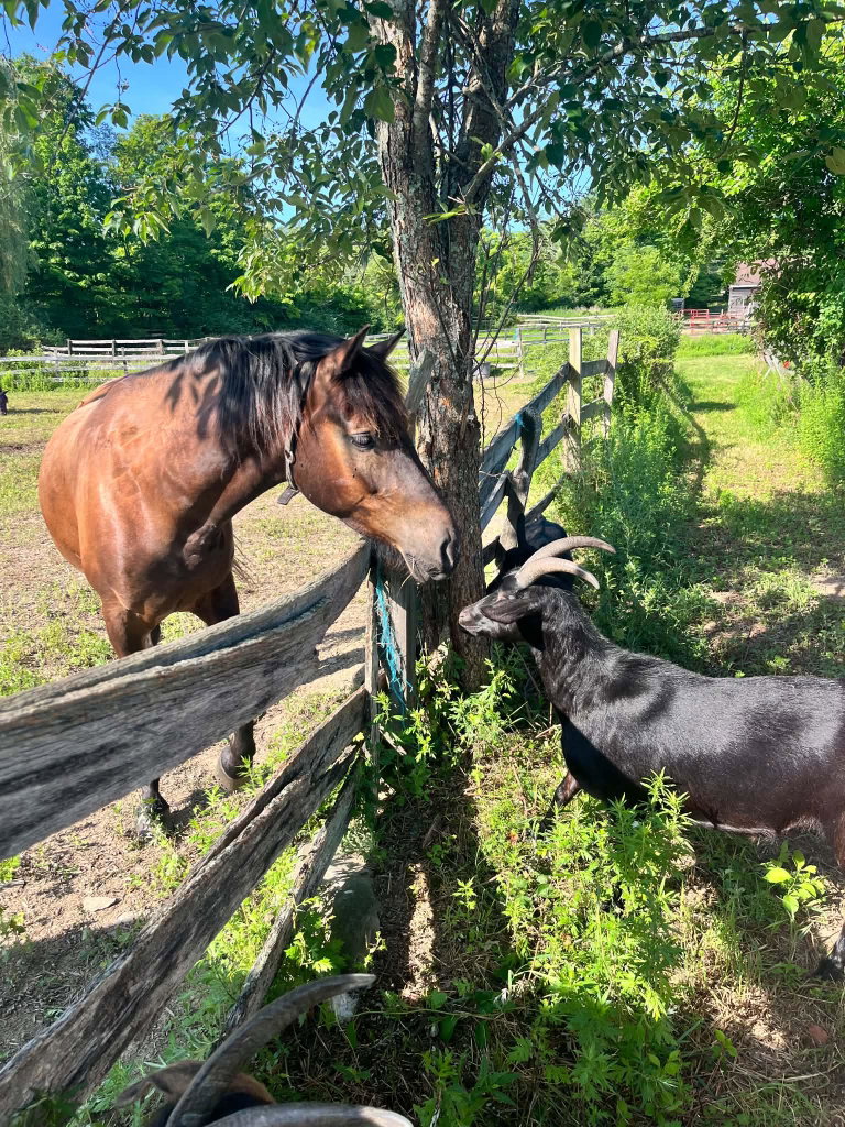 Goats & Friends: A Celtic Valley Wander (Farm Tour), photo 5