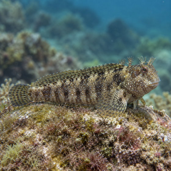 jewelled blenny