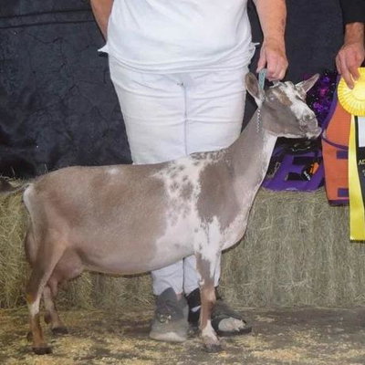 GCH Winning Streak EB Summer Rayne 2*M VEVV88 profile picture