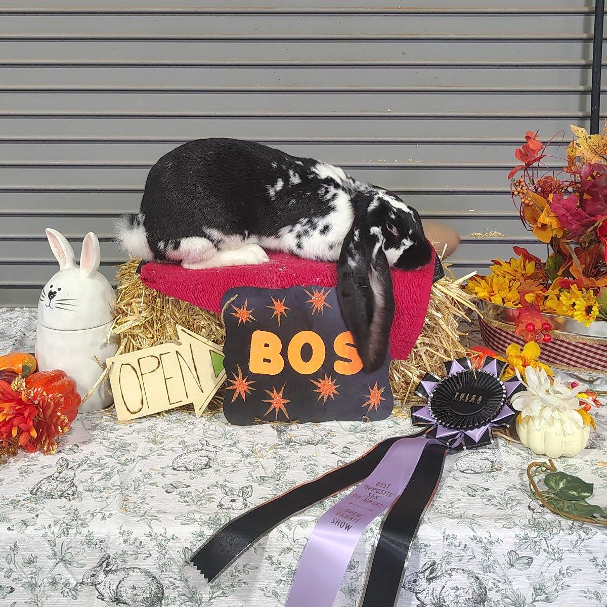 RabbitHeavenTlc's Piglet