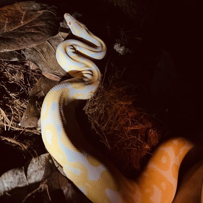 Slinky profile picture