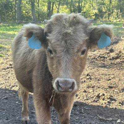 Fèidh profile picture