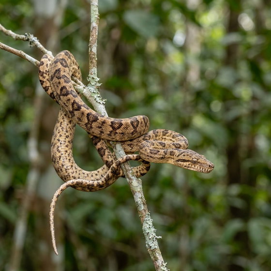 Amazon tree boa