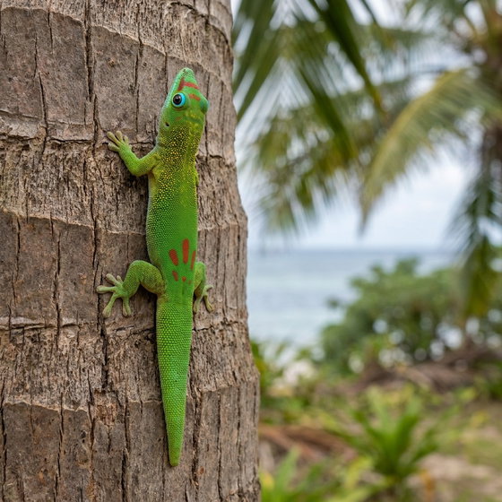 gold dust day gecko