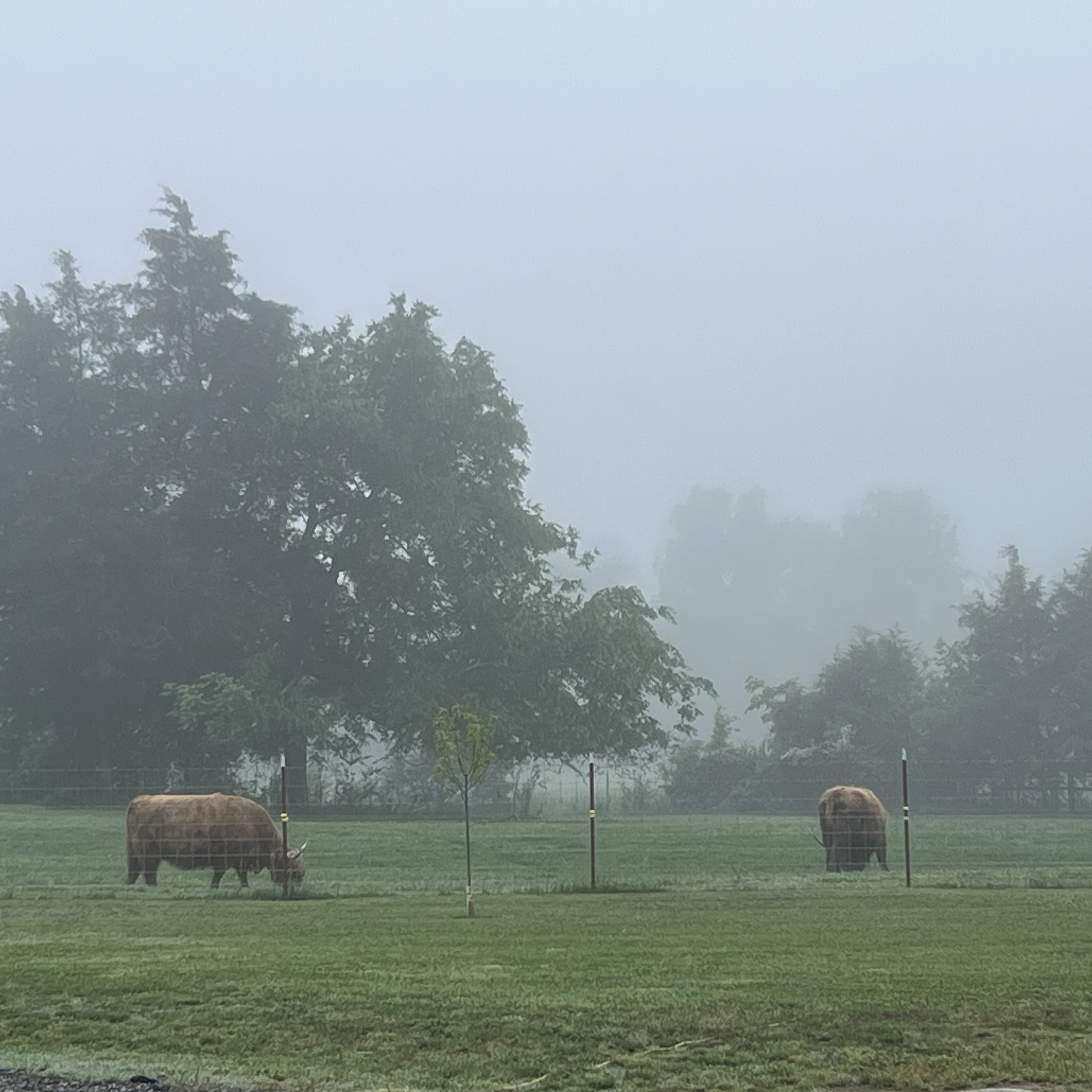 Ruddy Byre Highlands profile picture
