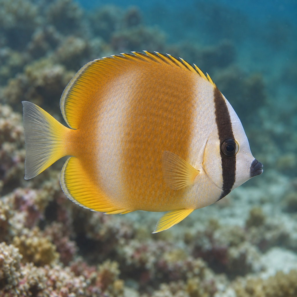 sunburst butterflyfish