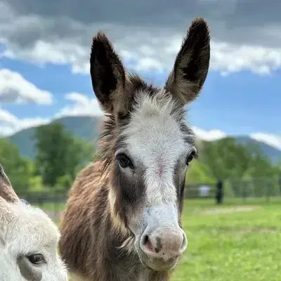 Donkey Boy