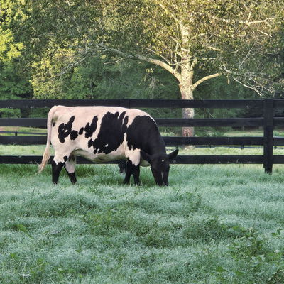 Stella Moo Moo profile picture