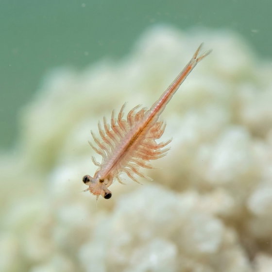 brine shrimp