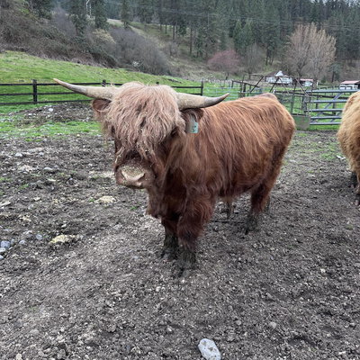 Cold Smoke profile picture