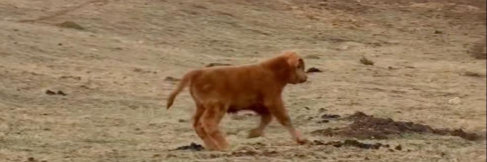 OSH Grace profile cover image