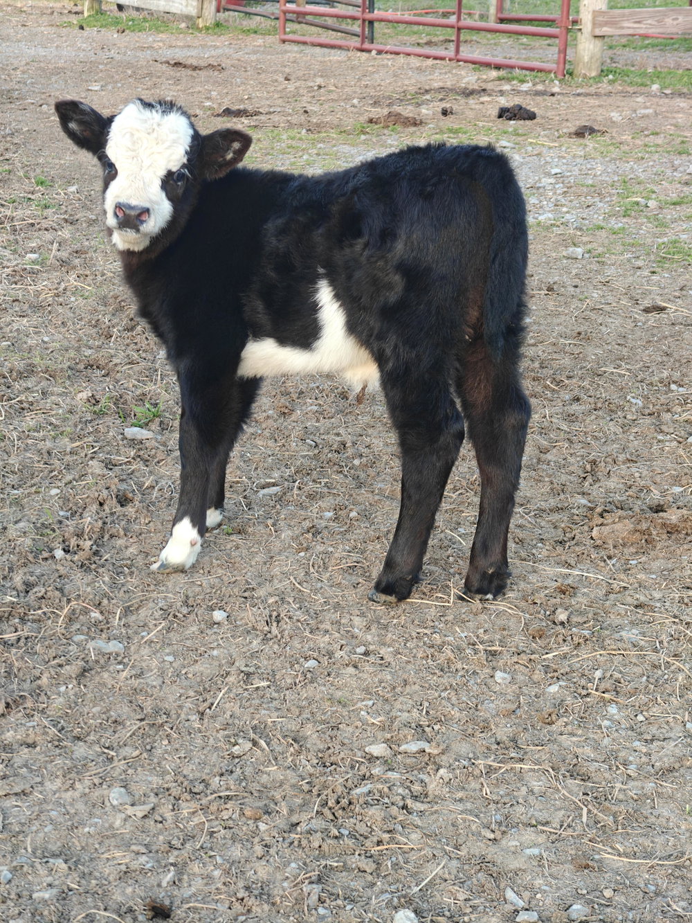 Bessie Baby, photo 2