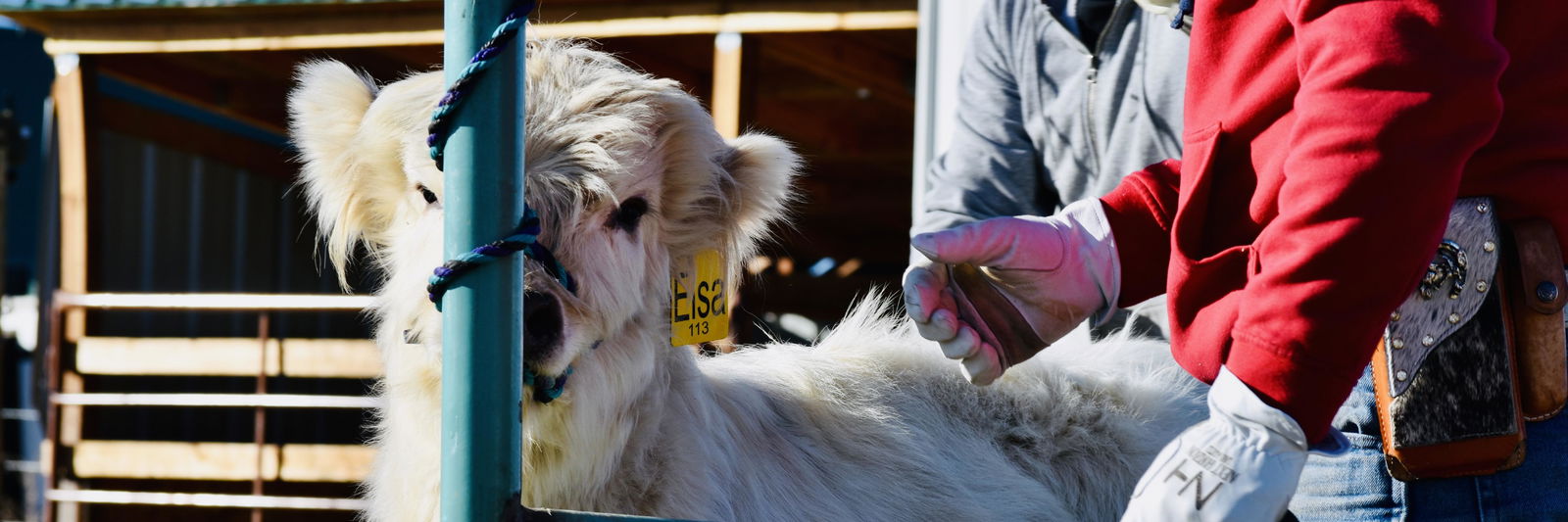 WM Cruella’s Elsa profile cover image