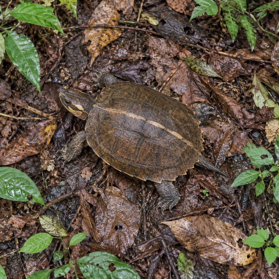 spiny turtle