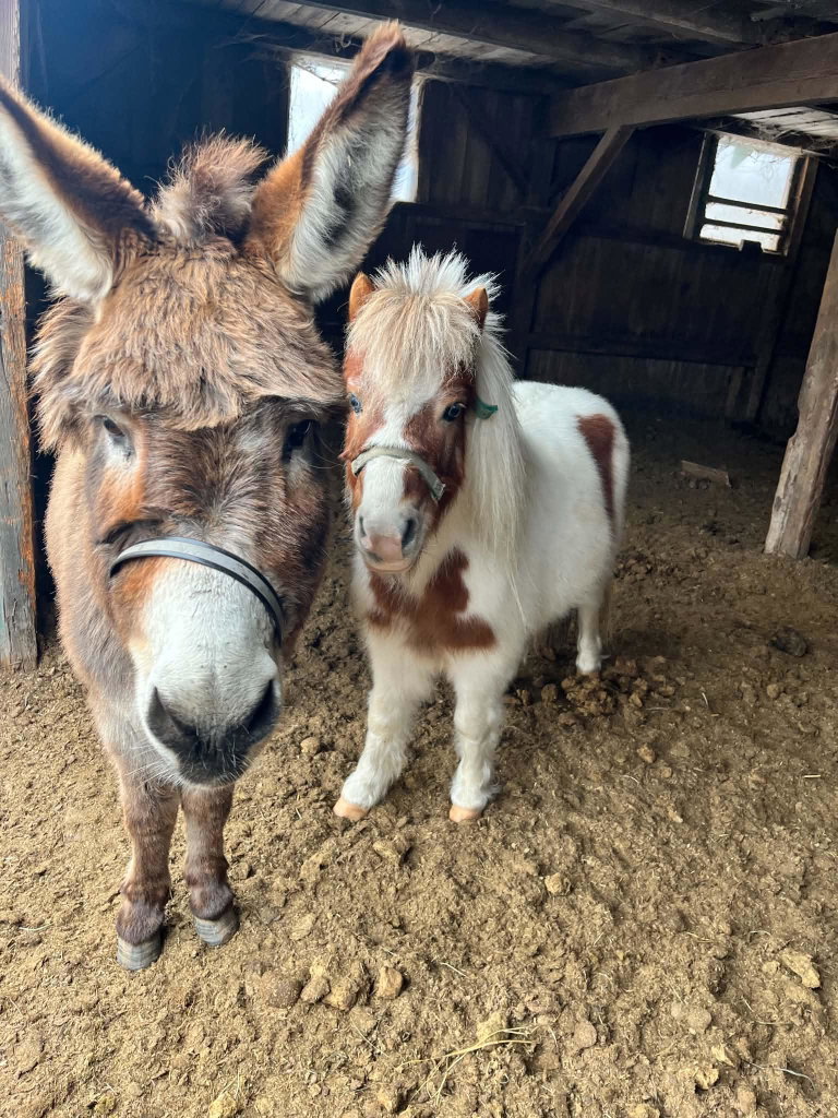 Goats & Friends: A Celtic Valley Wander (Farm Tour), photo 7