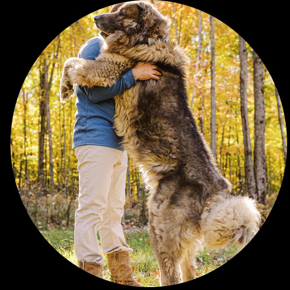Brotherbear Acres - Caucasian Shepherd Puppy for Sale’s animals