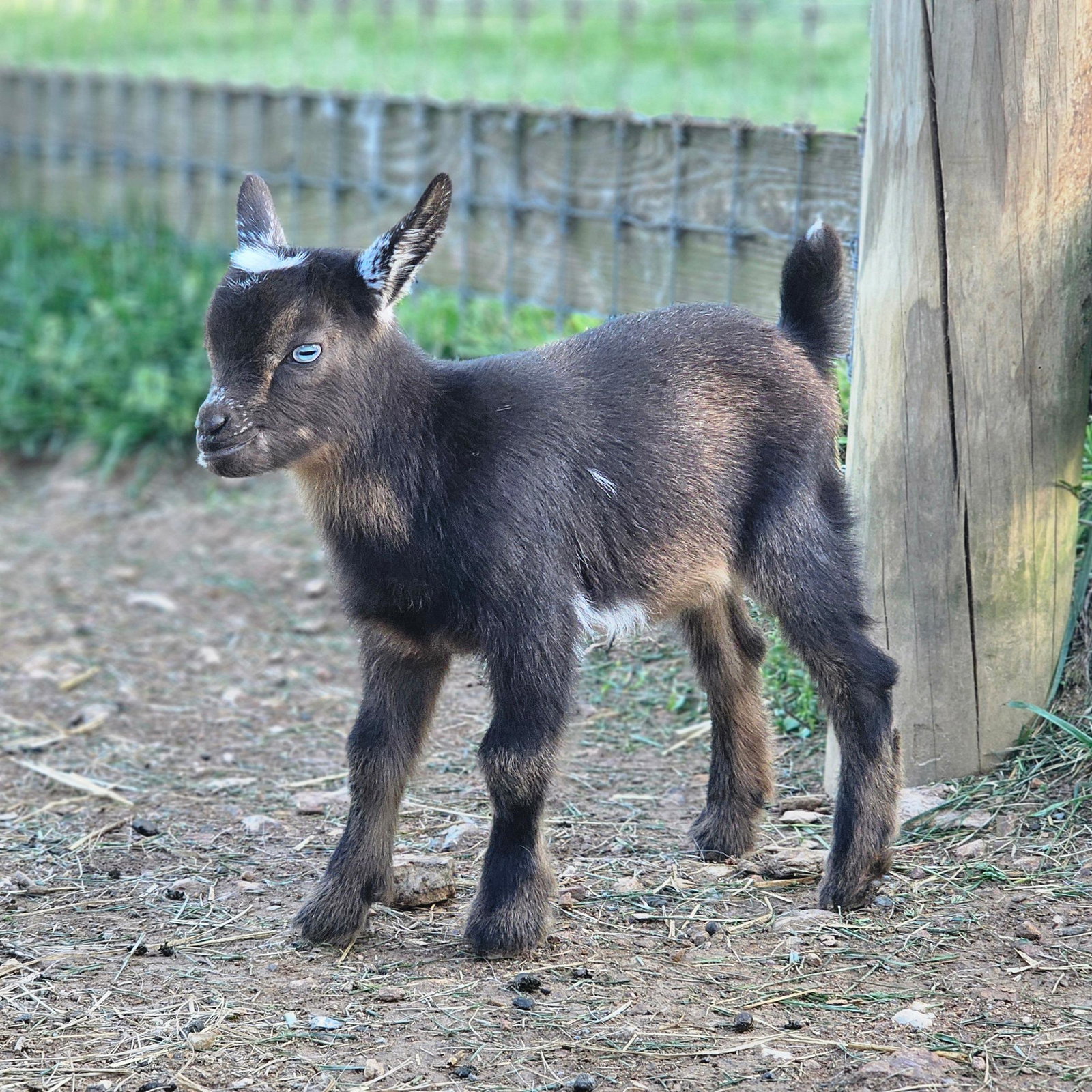 Honeys doeling