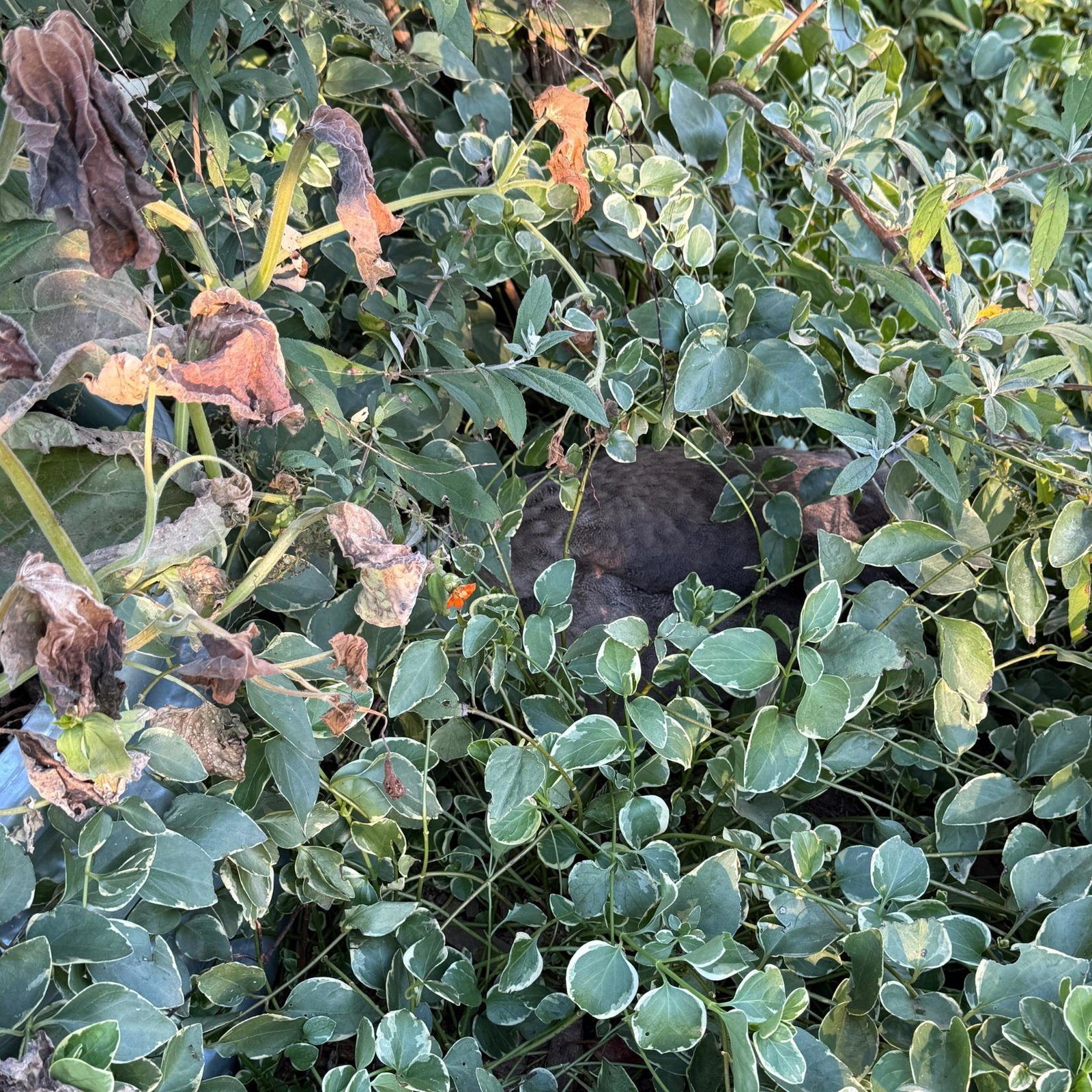 Late year clutch of guinea fowl
