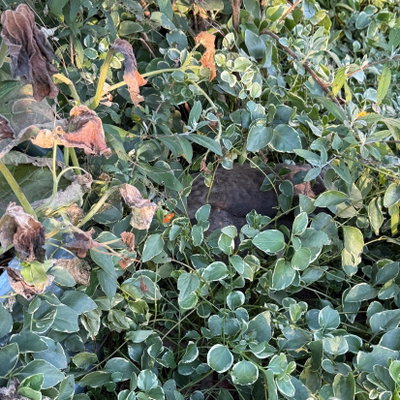 Late year clutch of guinea fowl profile picture