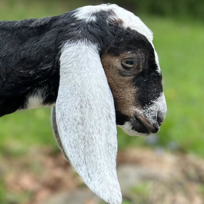 Cosmo profile picture