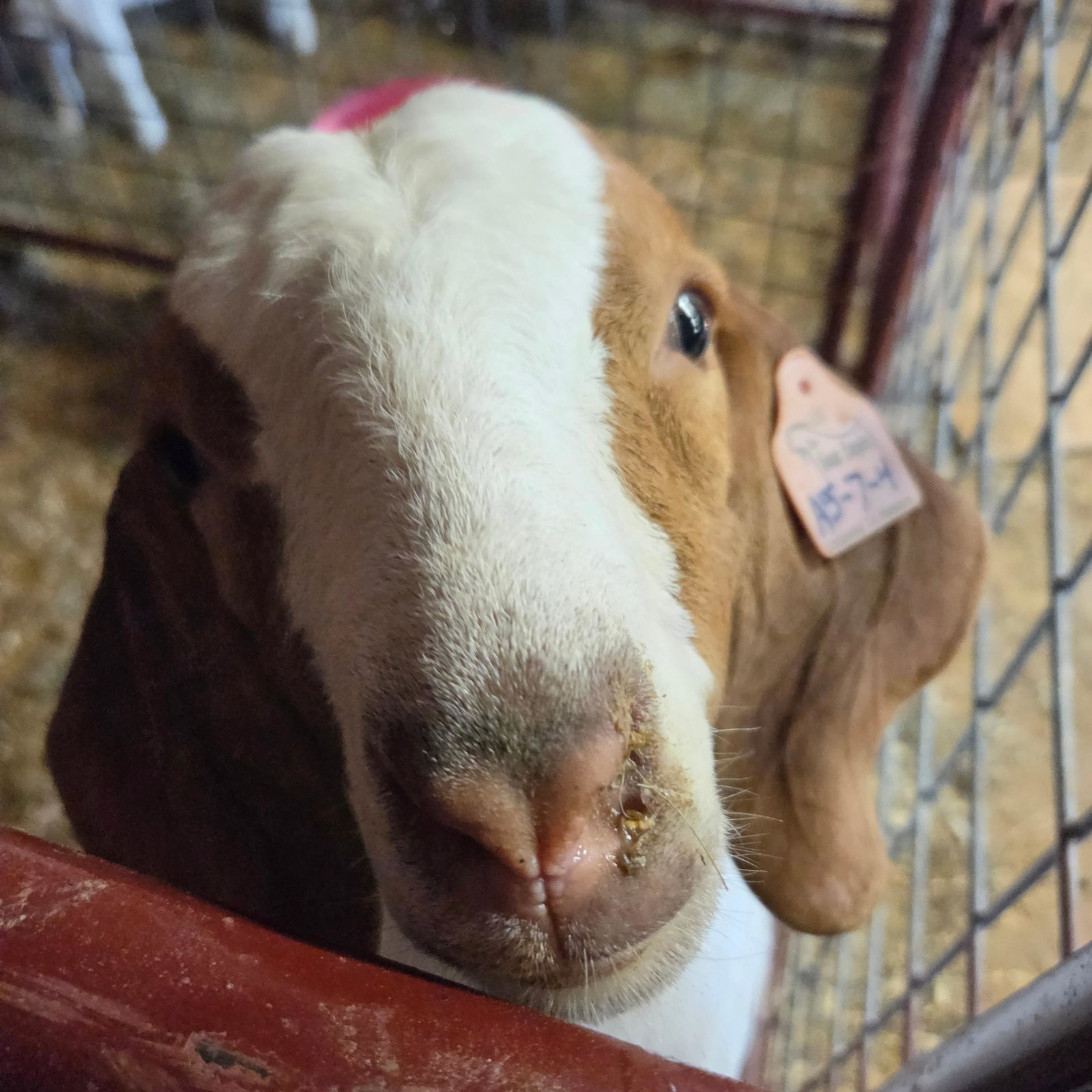 Rosè