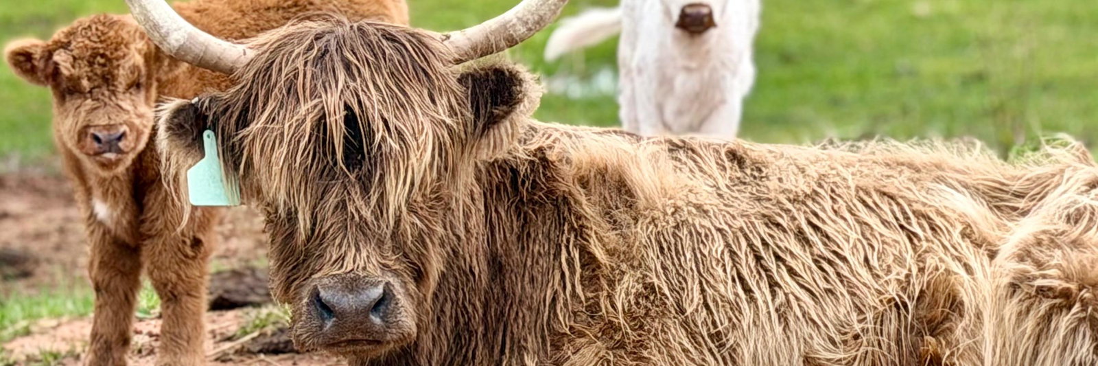 Clark Funny Farm profile cover image
