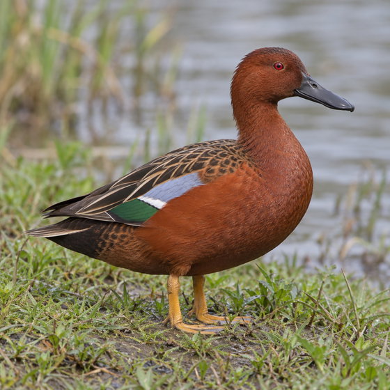 cinnamon teal