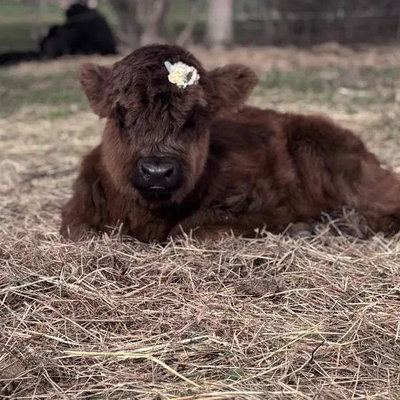 Jo-Jo / Joanna profile picture