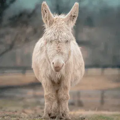 Donkey