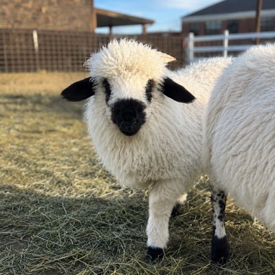 Webster profile picture