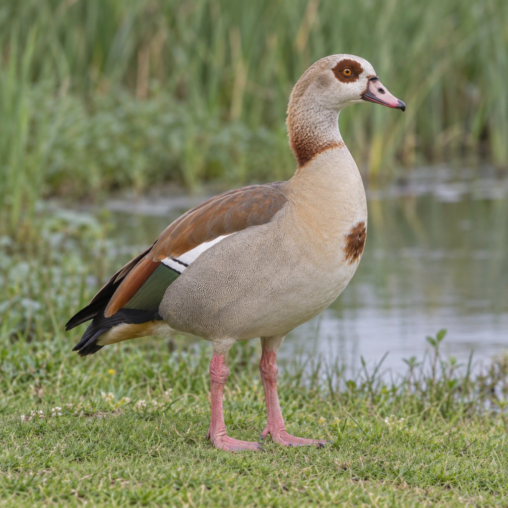 Egyptian goose