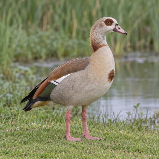 Egyptian goose