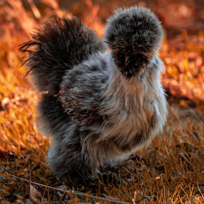 Stella profile picture