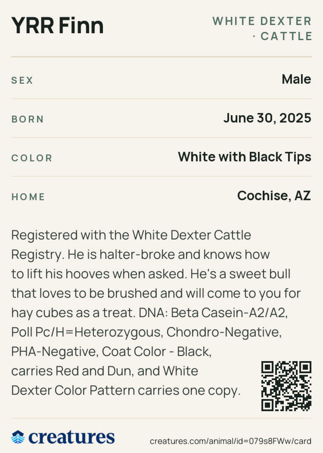 YRR Finn Creature Card back