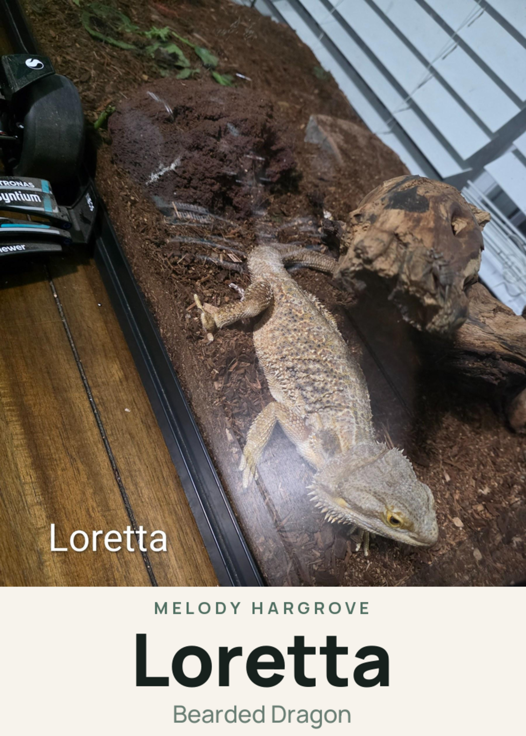 Loretta Creature Card