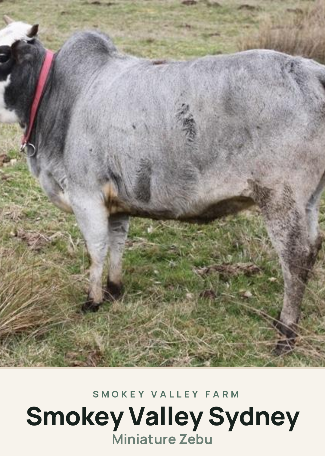 Smokey Valley Sydney Creature Card