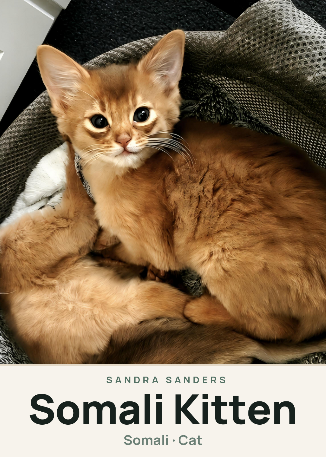 Somali Kitten Creature Card