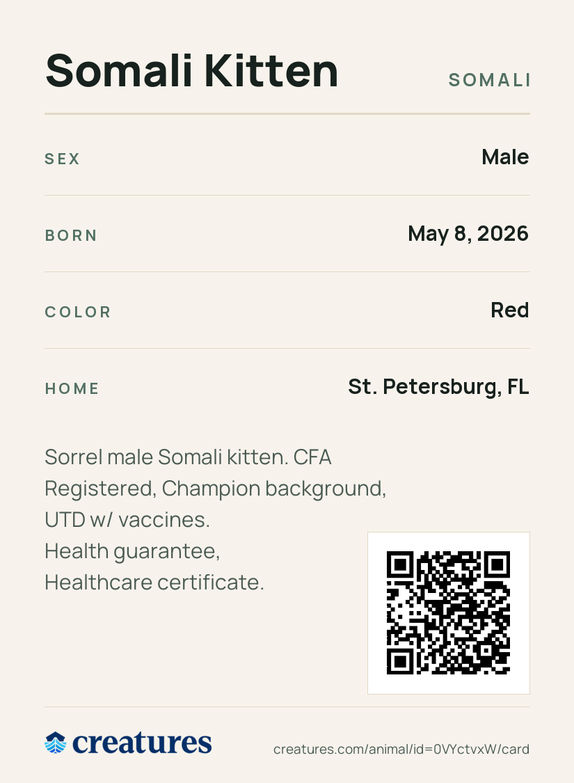 Somali Kitten Creature Card back