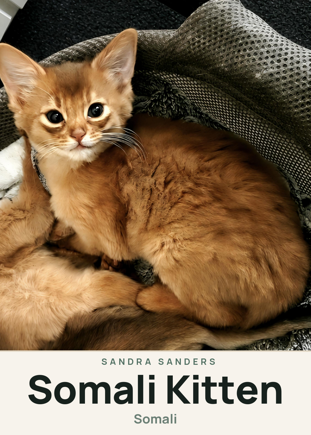Somali Kitten Creature Card