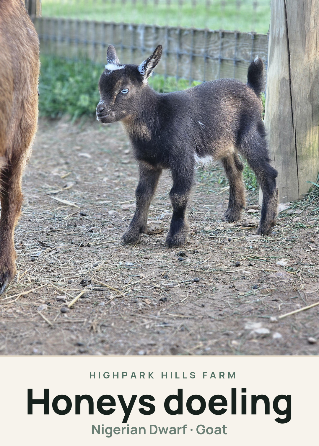 Honeys doeling Creature Card