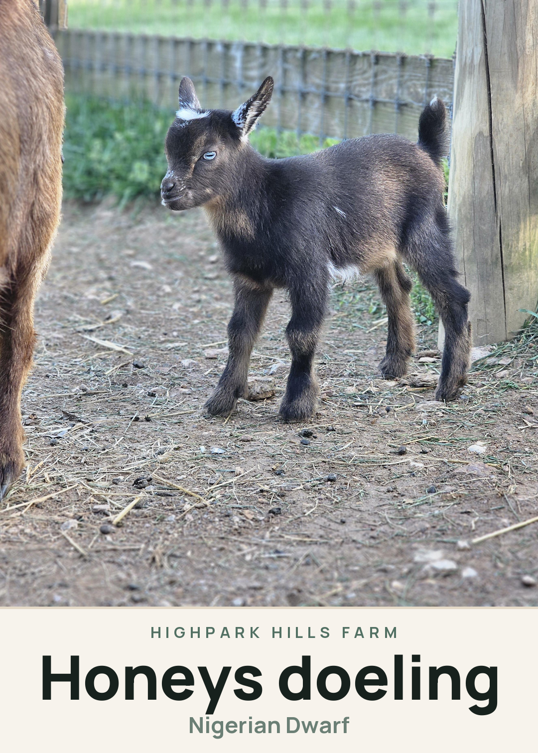 Honeys doeling Creature Card