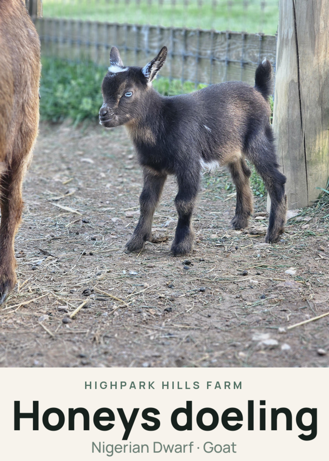 Honeys doeling Creature Card