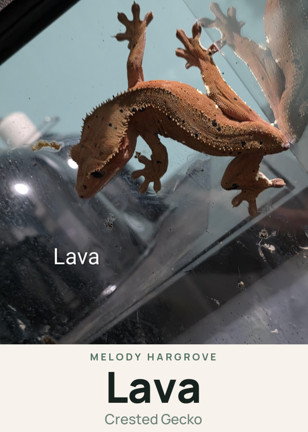 Lava Creature Card