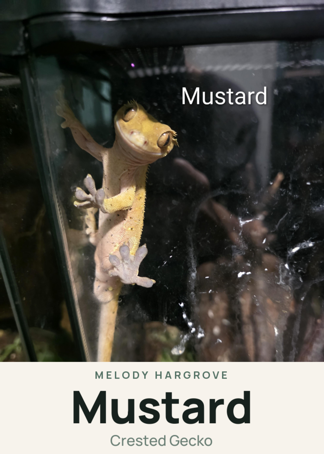 Mustard Creature Card