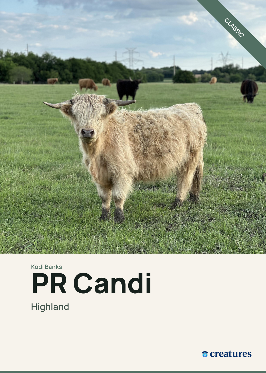 PR Candi Creature Card