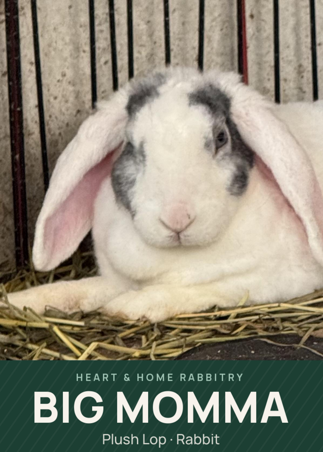 Big Momma Creature Card