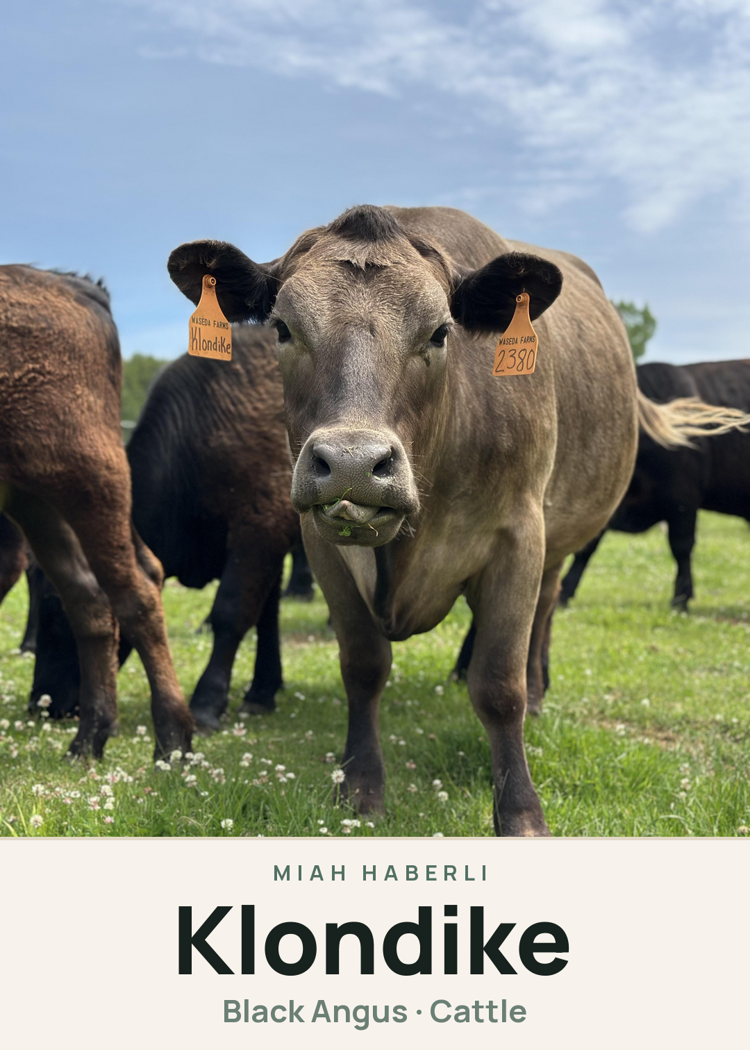 Klondike Creature Card